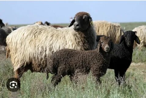 Үштіктегі күйеу, әйел және отбасылық достың үйден түсірілген видеосы