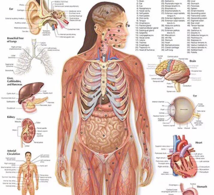 Название организма человека. Схема строения внутренних органов человека. Строение человека анатомия и расположение внутренних. Анатомия человека внутренние органы женщины. Схема строения внутренних органов женщины.