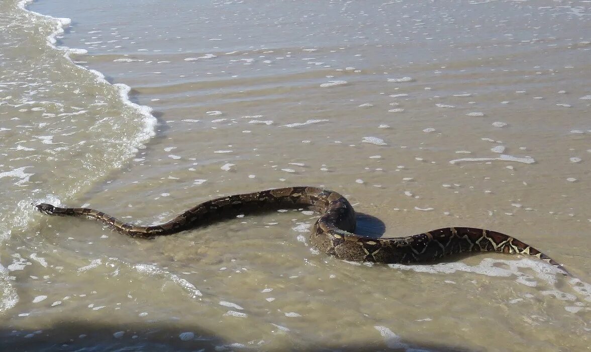 Snakes are dangerous. Морские гадюки Азовское море. Водяная гадюка Азовское море. Морские змеи ядовитые черного моря. Ужи в Азовском море водяные.