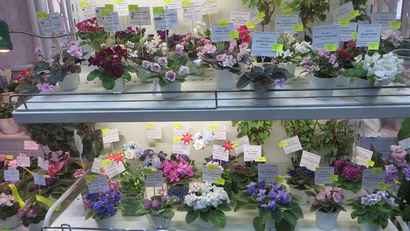 Центр фиалки на ввц укорененные. Центр фиалки на вднх фиалки. Центр фиалки на вднх. Фиалки вднх. Центр фиалки на ввц укорененные черенки.