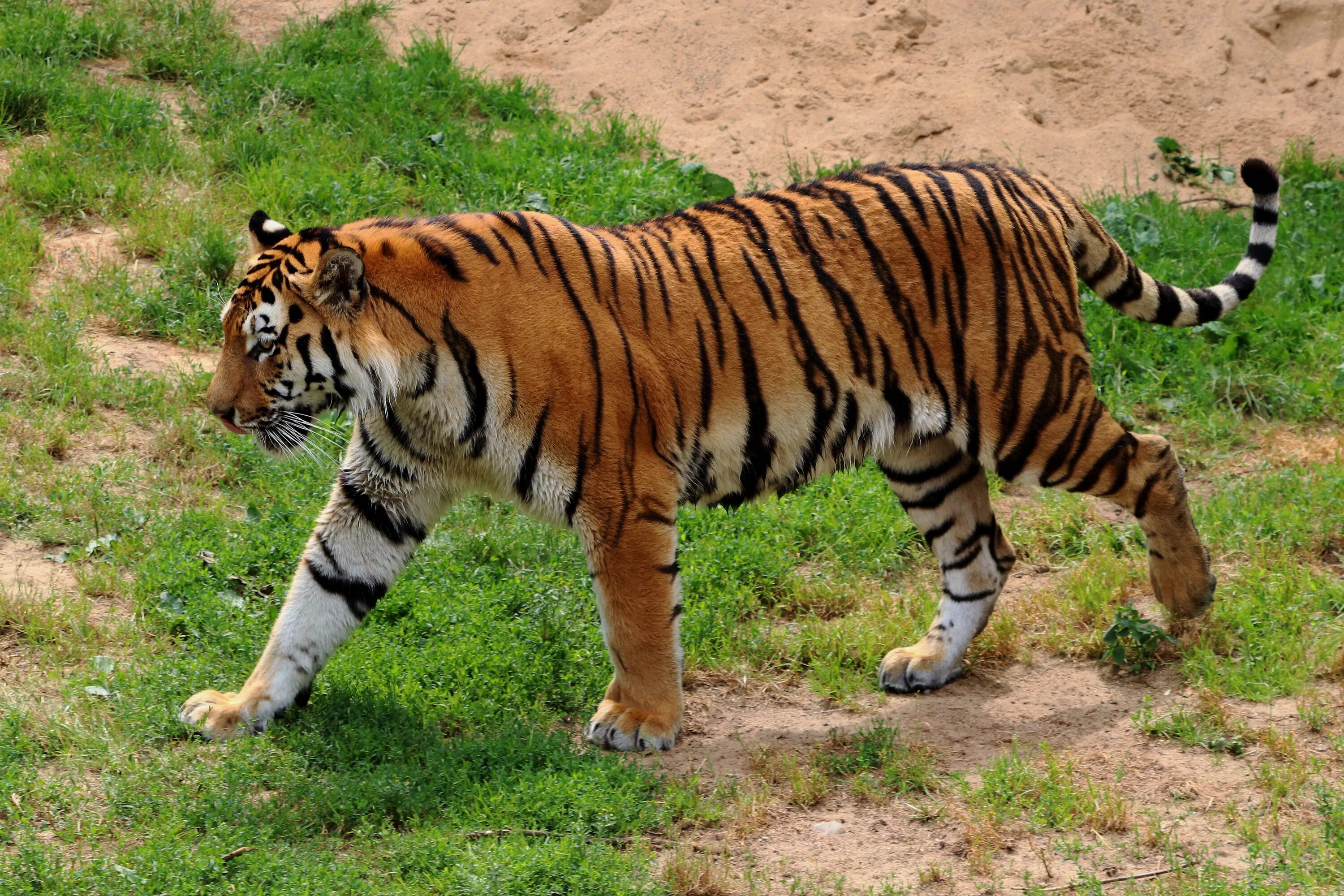 Какой тигр сильнее. Амурский (Уссурийский) тигр. Амурский тигр тигры. Амурский Тайгер. Суматранский тигр и Амурский тигр.