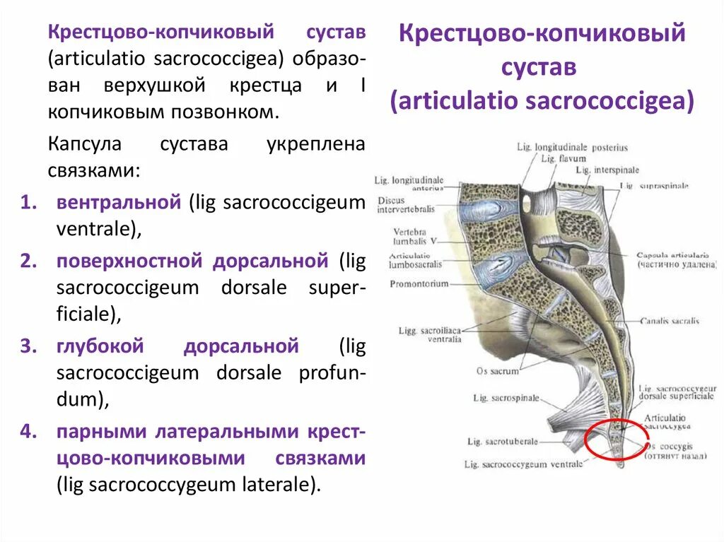 Посттравматический латынь. Крестцово копчиковый сустав. Крестцовокопчековый гемартроз. Крестцово поясничный сустав строение. Крестцово копчиковое сочленение кт.