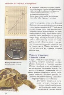 Когда домашние черепахи впадают в спячку