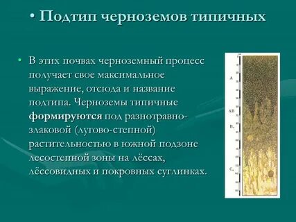 Черноземные почвы преобладают