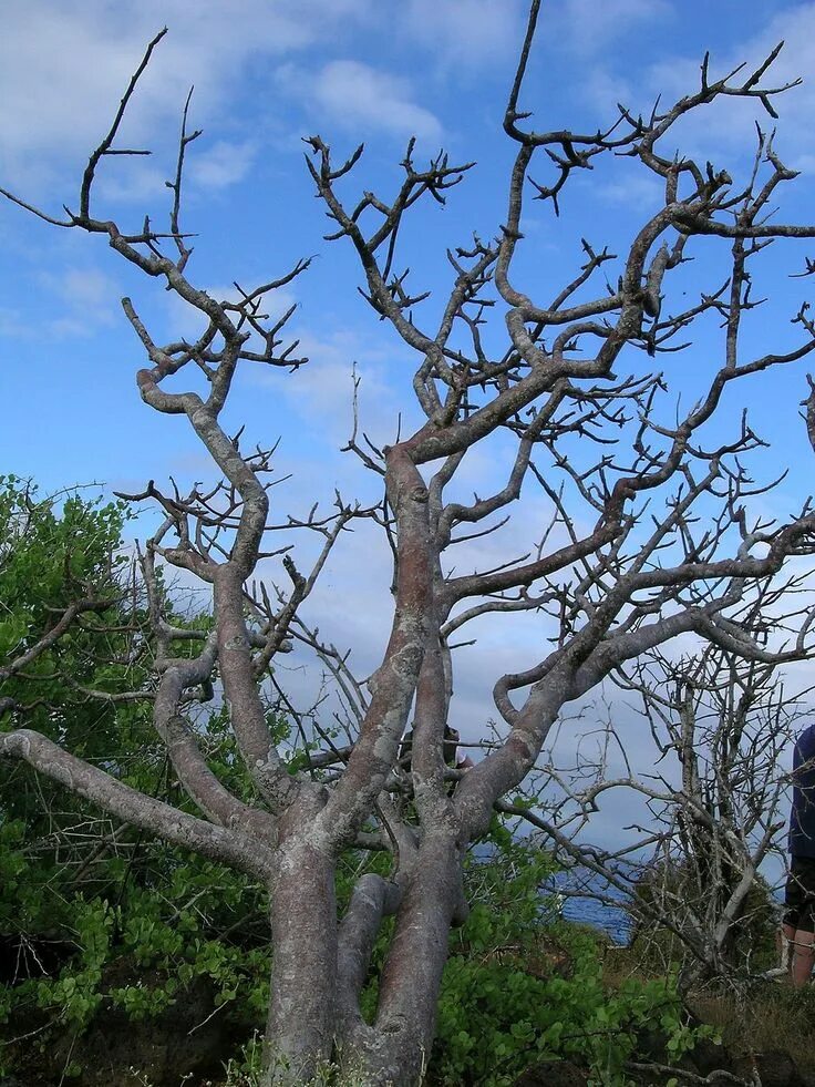 Bursera graveolens. Паоло Санто дерево. Bursera graveolens дерево. Священное дерево Пало Санто.