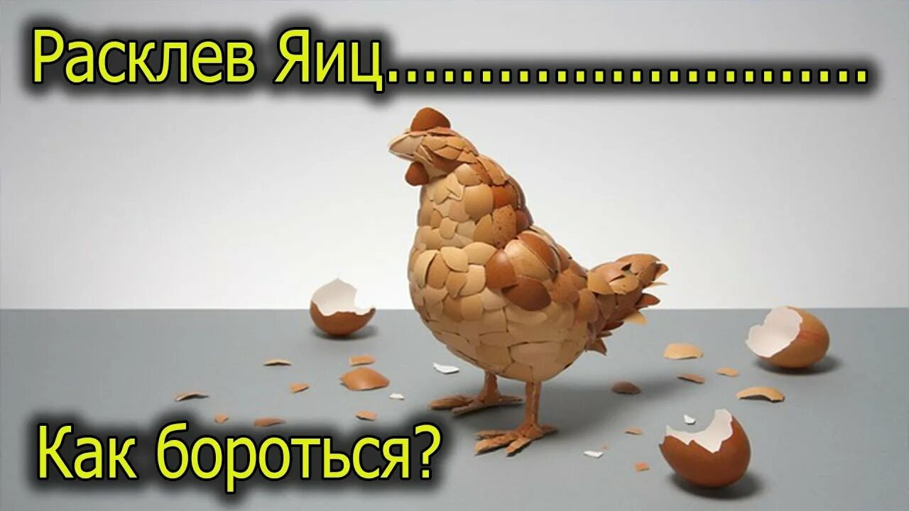 Расклеешь. Расклёв яиц курами. Скорлупу от яйца птицы. Расклеешь. Расклеешь.