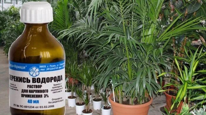 Перекись водорода для комнатных цветов. Перекись водорода для полива комнатных цветов. Перекись водорода для полива комнатных цветов. Перекись водорода для комнатных цветов. Перекись водорода для полива комнатных цветов.