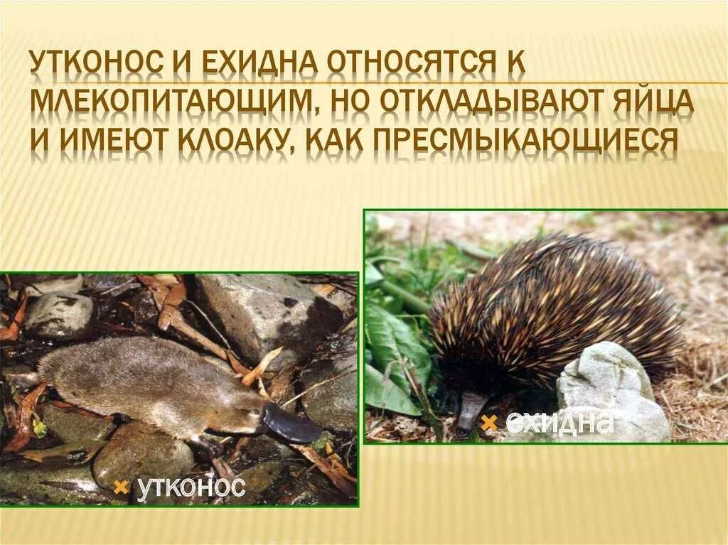 Утконос рептилия. Австралия млекопитающие утконос. Утконос рептилия. Утконос рептилия. Утконос животное.