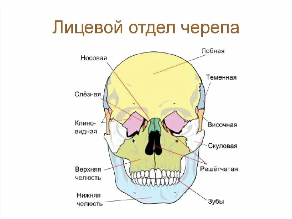 Назови кости черепа. Состав лицевого отдела черепа. Отделы черепа кости лицевого отдела. Лицевой отдел черепа кости сошник. Кости лицевого черепа анатомия строение.