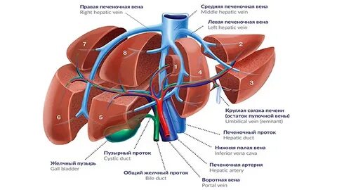 Структурно функциональная печени