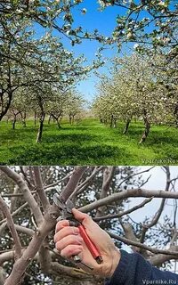 Обрезать плодовые деревья и кустарники