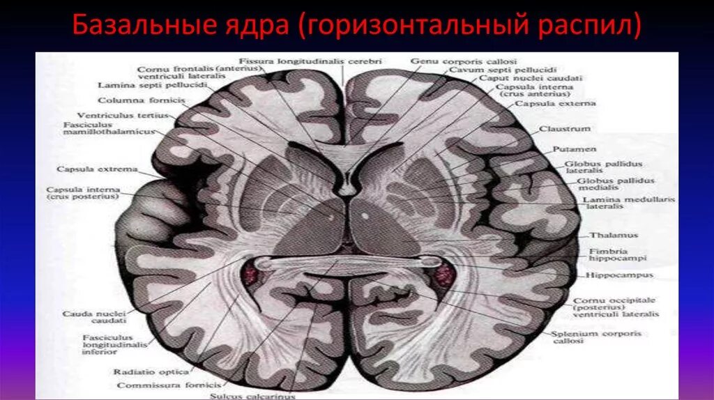 Ядра полушарий большого мозга. Базальные ядра головного мозга анатомия. Подкорковые ядра головного мозга анатомия. Базальные подкорковые ядра головного мозга. Горизонтальный срез головного мозга базальные ядра.