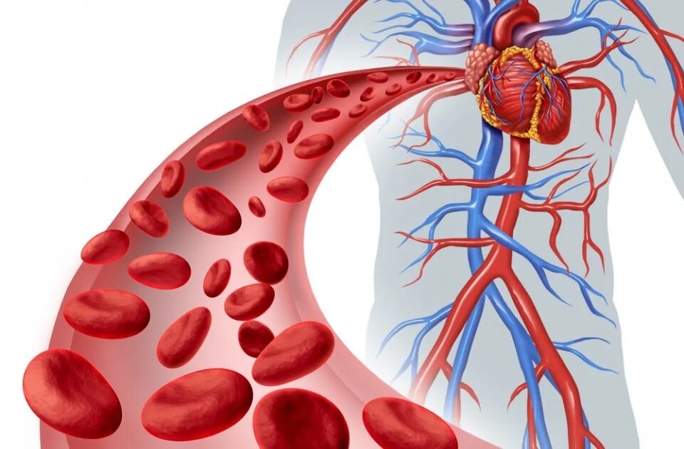 Циркуляция крови в организме. Кровеносная система кровь. Сосуды сердца. Артериальное кровообращение.