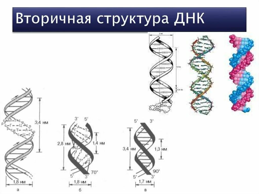 Какого структура днк. Строение вторичной структуры ДНК. Вторичная структура ДНК. Вторичная структура ДНК схема. Вторичнаяяструктура ДНК.