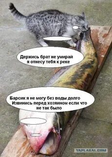 Песня я сейчас держись братишка