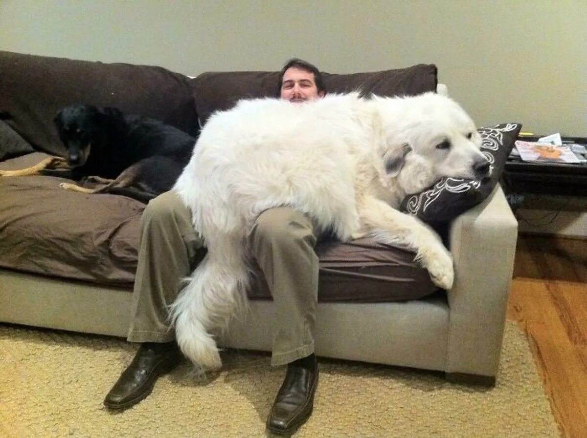 Большая собака и хозяин