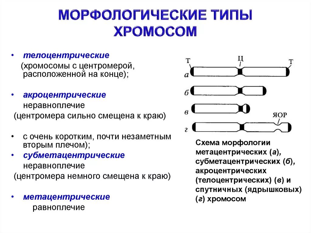 Какие типы хромосом вам известны. Типы хромосом метацентрические субметацентрические. Типы хромосом по длине плеч. Типы хромосом телоцентрические. Морфологические типы хромосом.