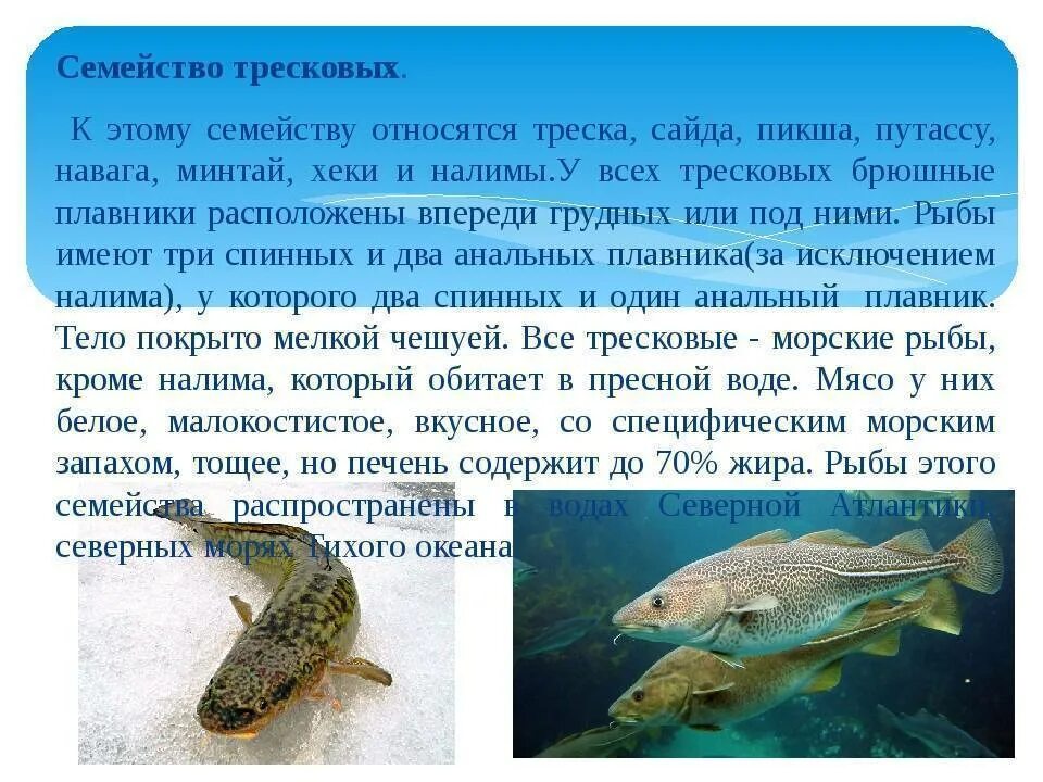 К какой группе относится треска. Рыба семейства тресковых навага. семейство тресковых рыба треска. рыбы семейства тресковых названия. к семейству тресковых рыб относятся.