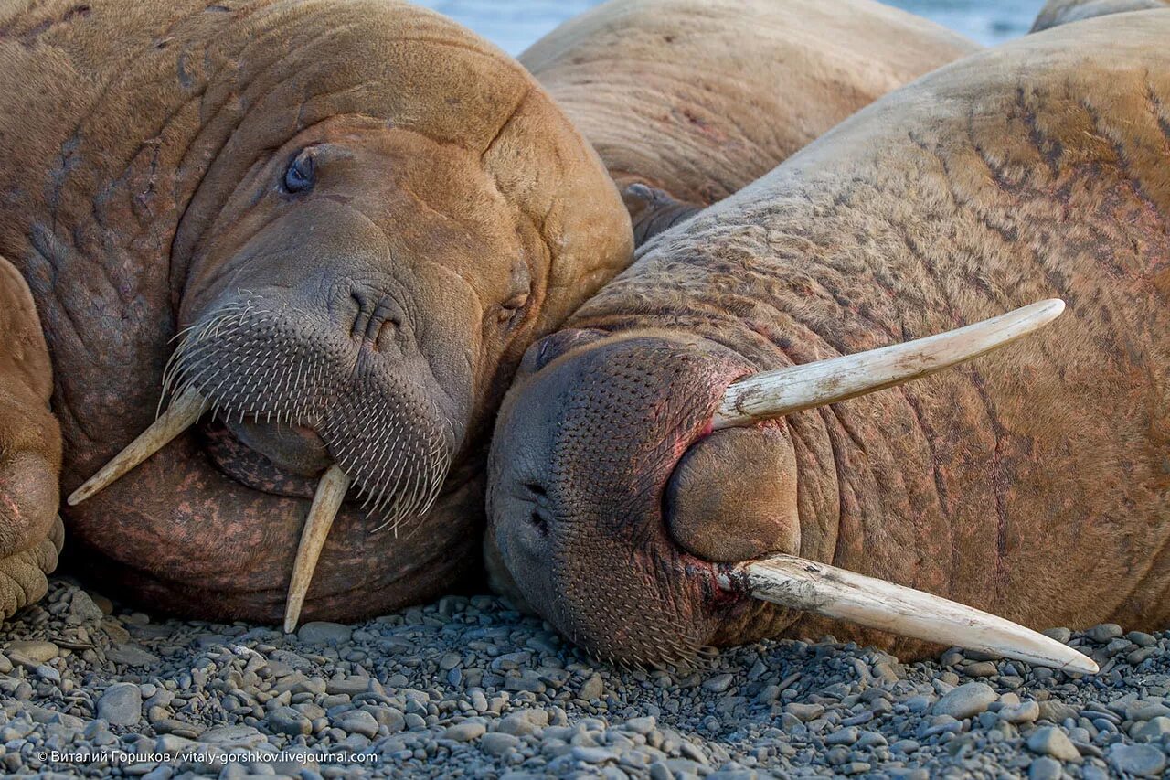 атлантический морж. морда моржа. морж в арктике. сивуч и морж. три моржа.