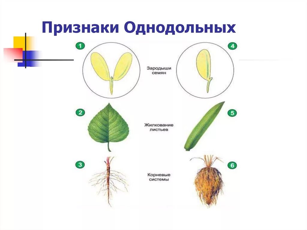 Как отличить однодольные. Двудольные растения и Однодольные растения. Части листа однодольных и двудольных растений. Однодольные и двудомные растения. Схема цветка двудольные и Однодольные.