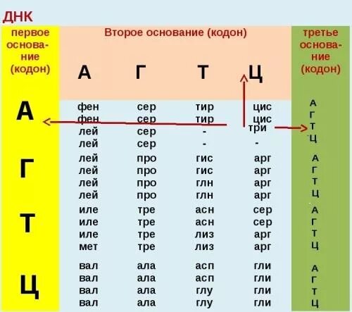 Кодоны т рнк. Триплеты ДНК таблица. Таблица генетического кода и-РНК. Аминокислоты на ДНК закодированы. Таблица генетического кода ДНК И РНК.