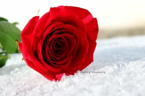 Алые розы на снегу