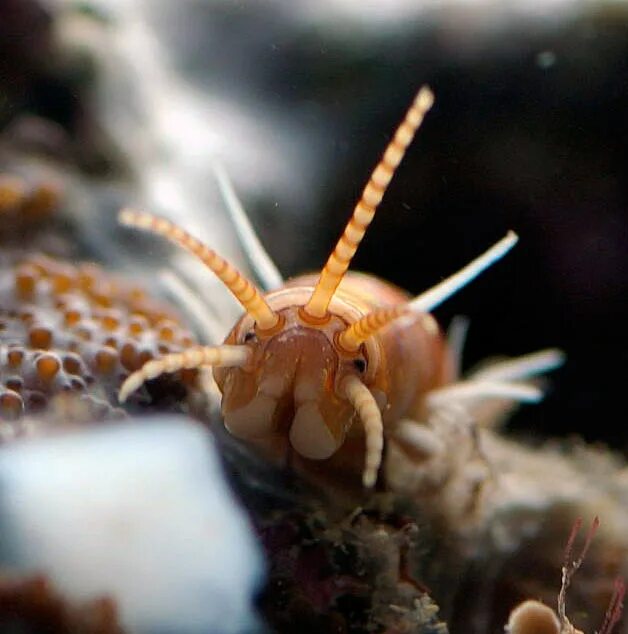 Палоло. Палоло. Полихета палоло. Палоло. Палоло червь.