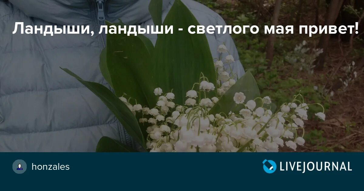 Светлый май песня. Ландыши Ландыши светлого мая привет. Песня Ландыши Ландыши светлого мая привет. Ландыши светлого мая привет текст. Ты сегодня мне принес не букет из пышных роз.