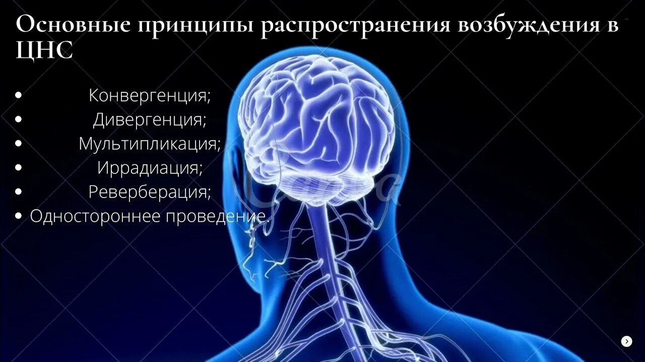 Принципы распространения возбуждения в цнс. Основные принципы распространения возбуждения в цнс. принципы распространения возбуждения в цнс физиология. мультипликация возбуждения в цнс. иррадиация нервных центров.