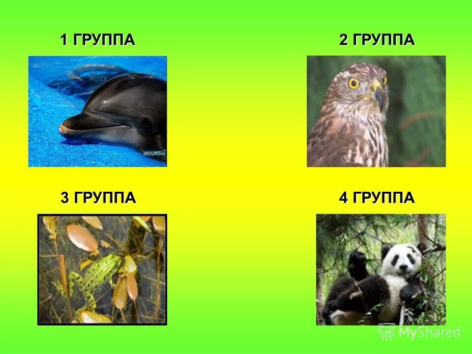 Группы животных существуют. Разнообразие животных. Разнообразие животных 3 класс. Презентация группы животных. Животные по группам окружающий мир.