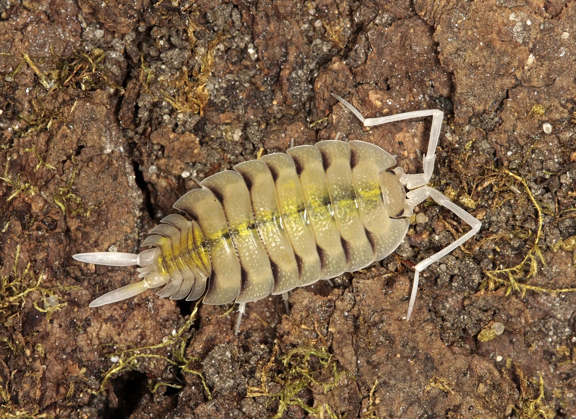 Мокрица Жук личинки. Мокрица Крымская. Porcellio expansus. Porcellio expansus мокрица.