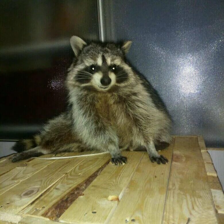 Еноты домашние маленькие. Еноты екатеринбург. Щенки енота. Енот полоскун крым. Енот полоскун маленький.