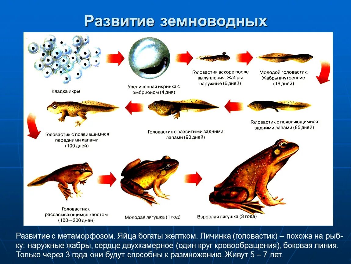 Какой тип развития у земноводных