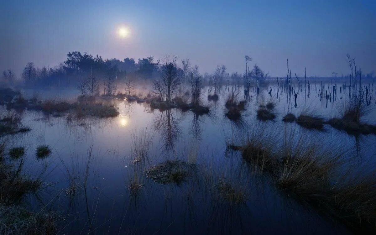 Лунном болоте. Болото ночью. Болото вечером. Пейзаж болото. Ночь на болоте.