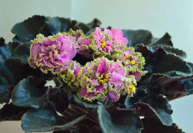 Фиалка yukako химера. Фиалка ек королева льда. Фиалка ав снежная королева. Фиалка королева джиневра. Фиалка ек королева осени.