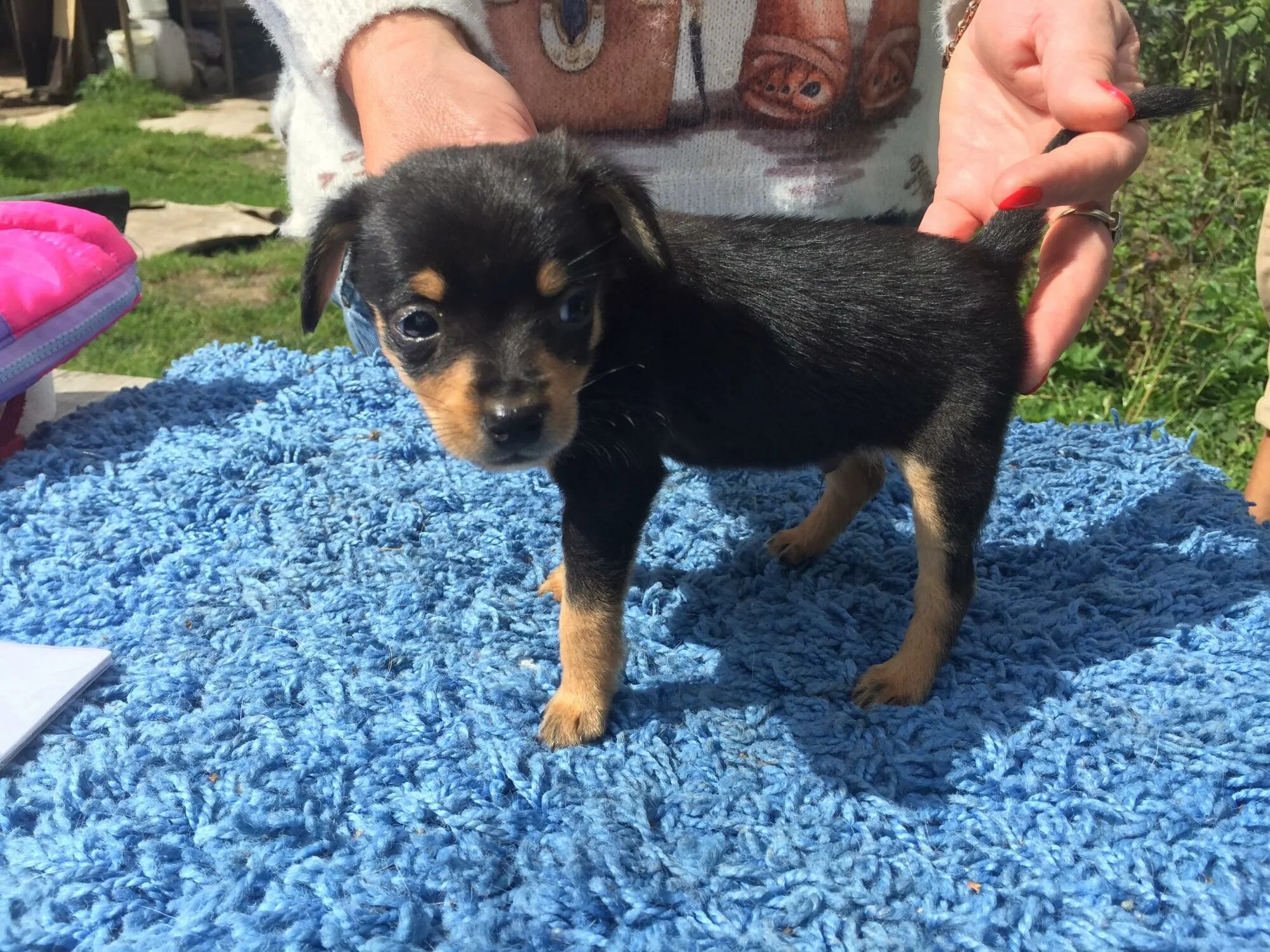 Йоркширский терьер и дети. Щенки йорка. Щенки. Щенки богемной йоркширский терьер. Терьер казань.