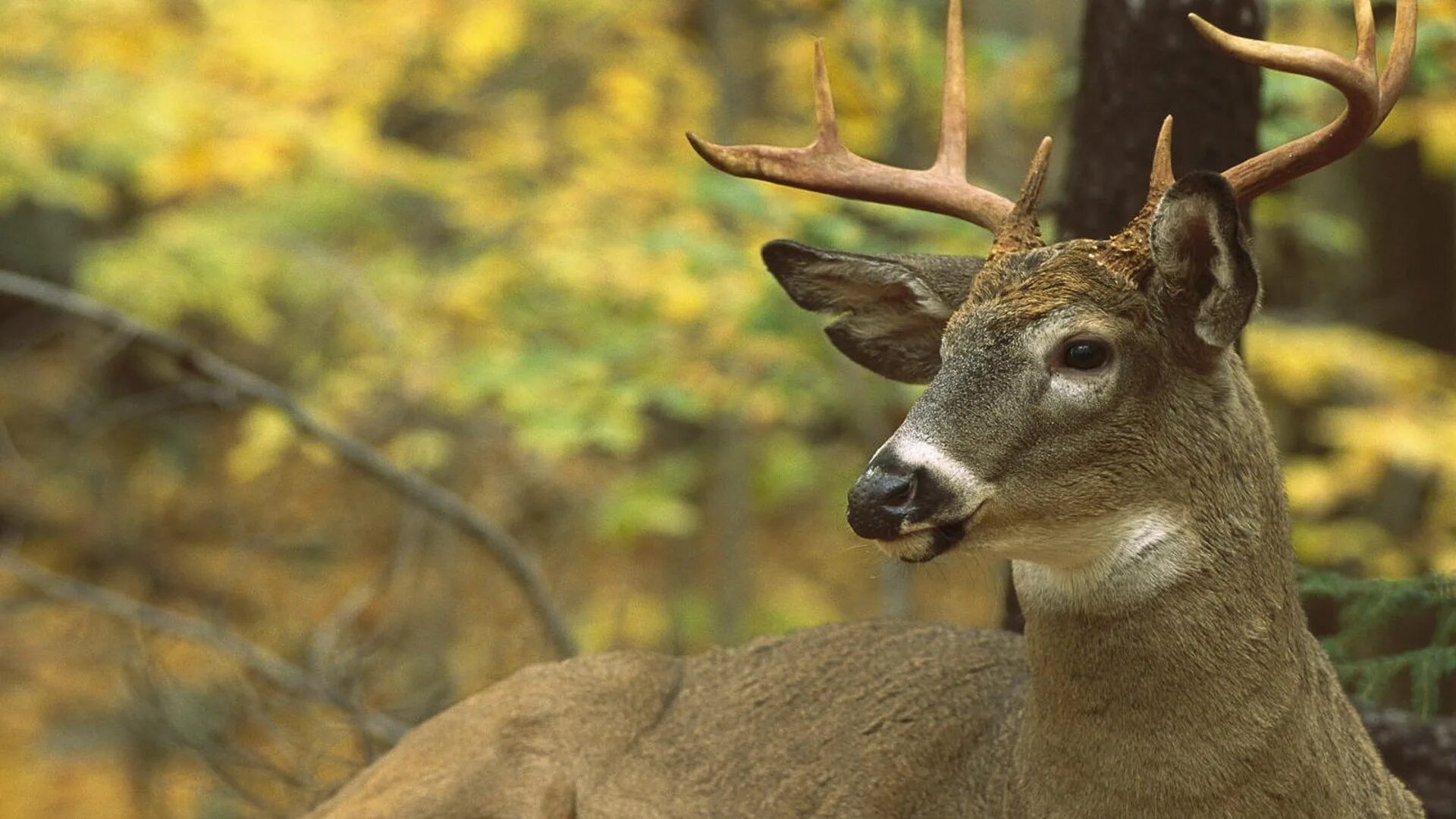 Воробей олень. Белохвостый олень (Odocoileus virginianus). Северная. Белохвостый. Олень. Лань в Северной Америке. Животные в лесу.