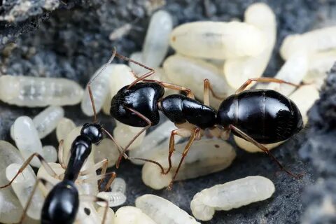 Am ant