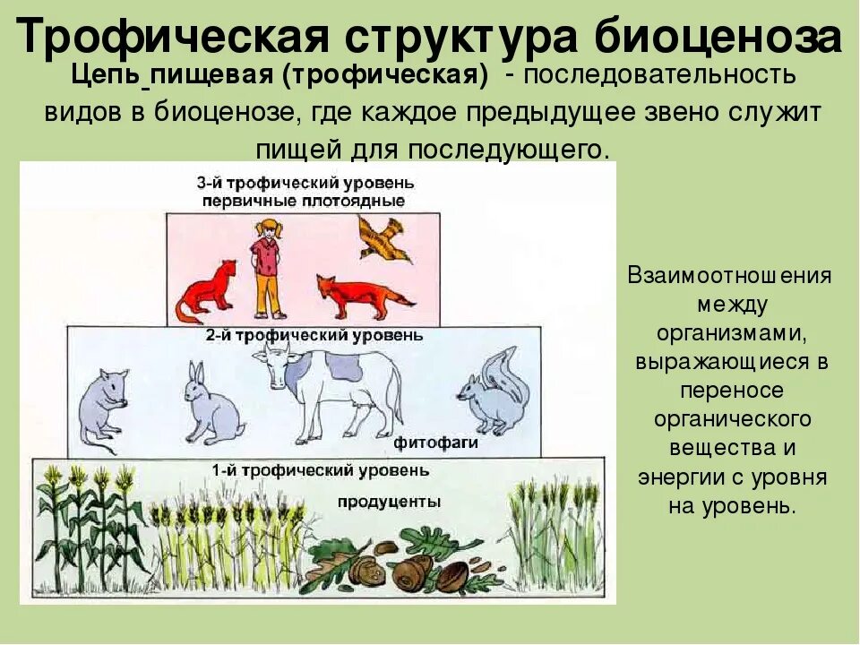 Продуценты какой фактор. Пищевая трофическая структура биоценоза. Трофическая структура биоценоза 9 класс. Трофическая структура сообщества это в биологии. Трофическая структура биоценоза. Трофические уровни..