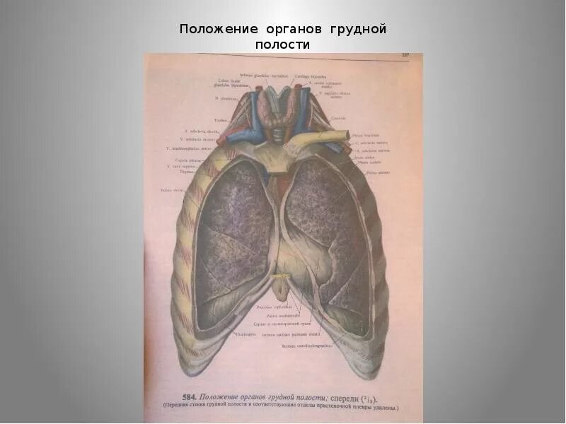 Положение органов грудной полости. Расположение органов грудной полости. Анатомия грудной полости. Обратное расположение органов грудной полости.