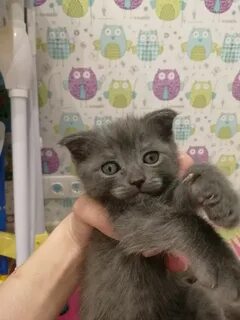 Котят британца в добрые руки