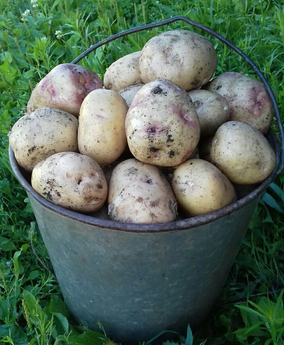 Скороспелые сорта картофеля