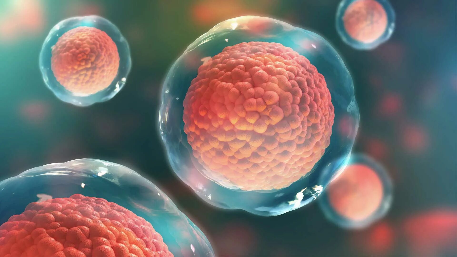 Гемопоэтические стволовые клетки. Эмбриональная стволовая клетка. Кроветворные стволовые клетки под микроскопом. Гемопоэтическая стволовая клетка.