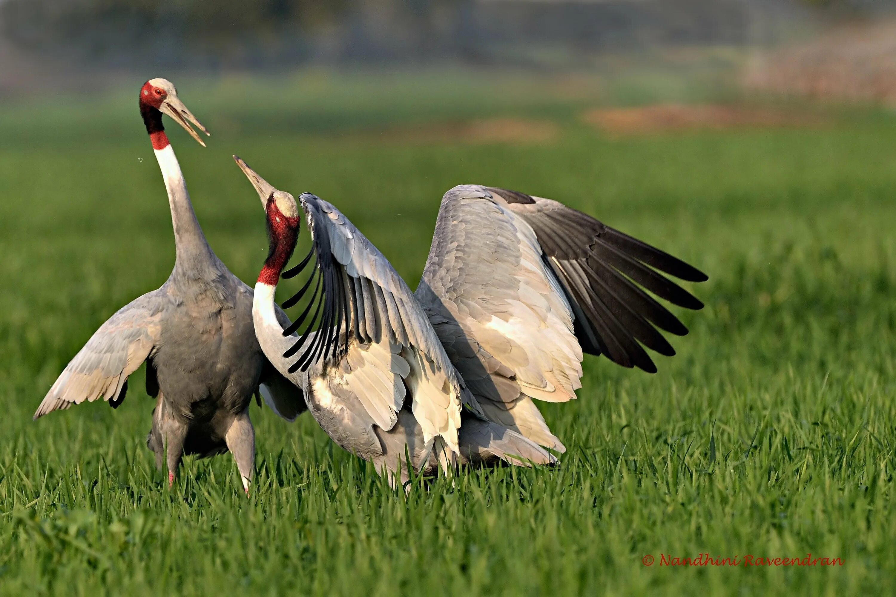 Журавль Сарус. Garganornis ballmanni. Даурский журавль с птенцом. Индийский журавль.