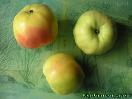 Яблоня куйбышевская описание фото