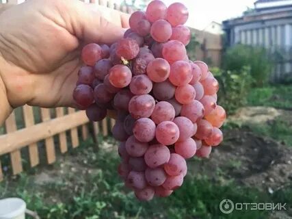 Сорт винограда сомерсет сидлис отзывы