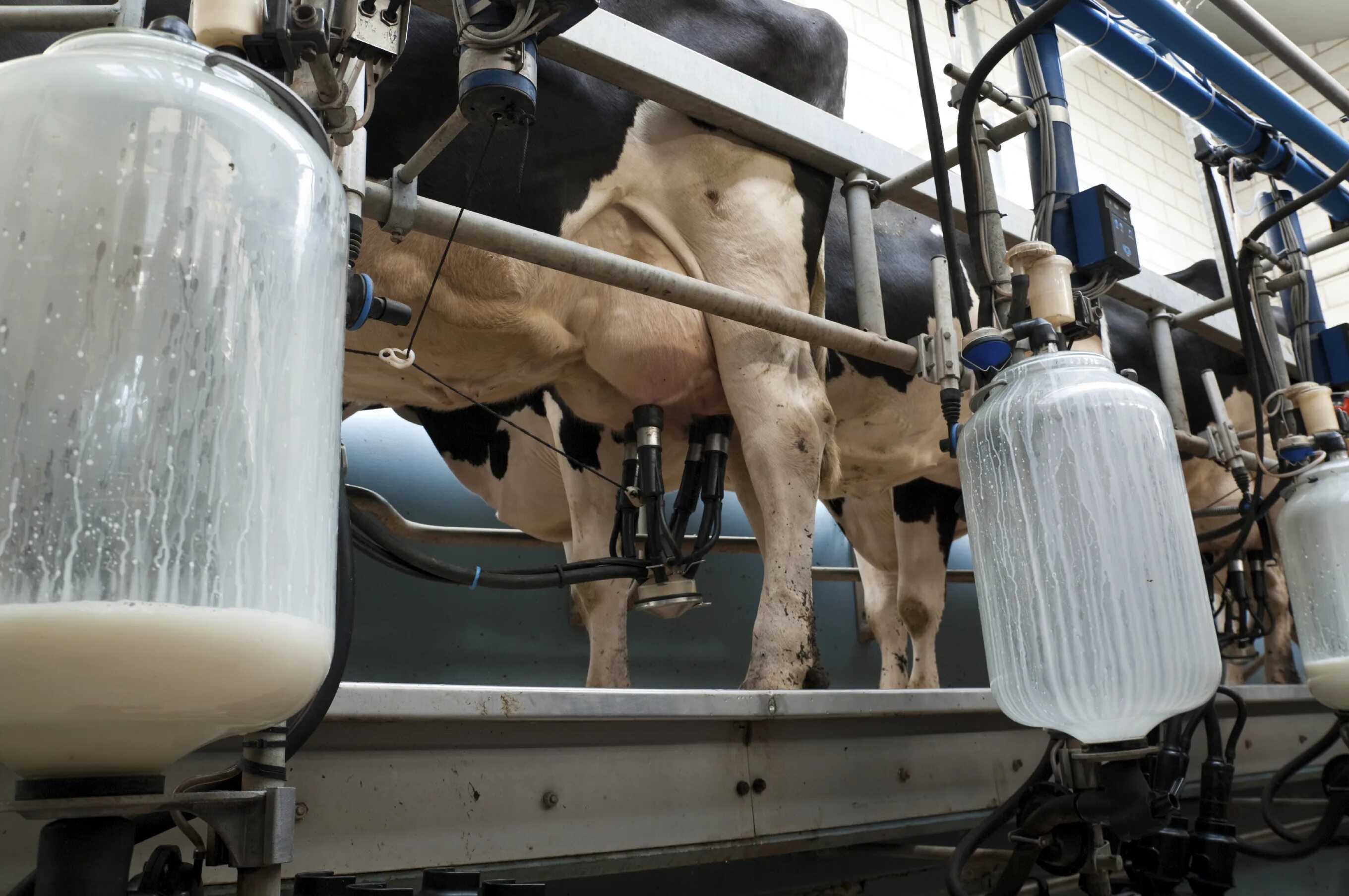 можно ли ягнятам коровье молоко. можно ли ягнятам коровье молоко. вскармливание козлят. можно ли ягнятам коровье молоко. животные пьют молоко.