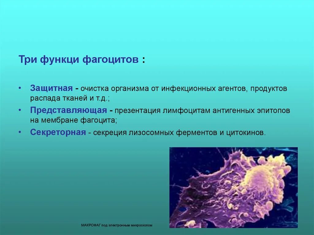 Фагоцитарная активность макрофагов. Фагоциты в организме вызывают. Роль фагоцитоза в организме человека. Функции фагоцитов. Макрофаги фагоцитоз