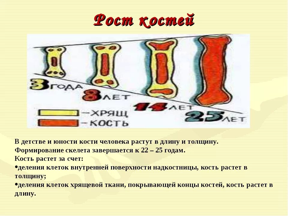 За счет чего растет кость. Как растут кости. Как растут кости человека. Как кость растет в длину. Как происходиттрост костей.