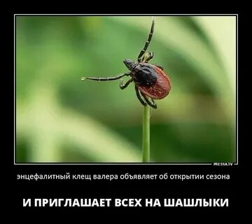 Клещ валера